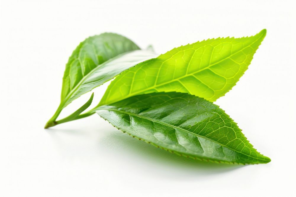 Tea beverage plant drink.