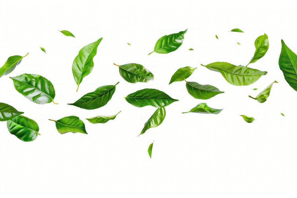 Tea leaves beverage herbal plant.