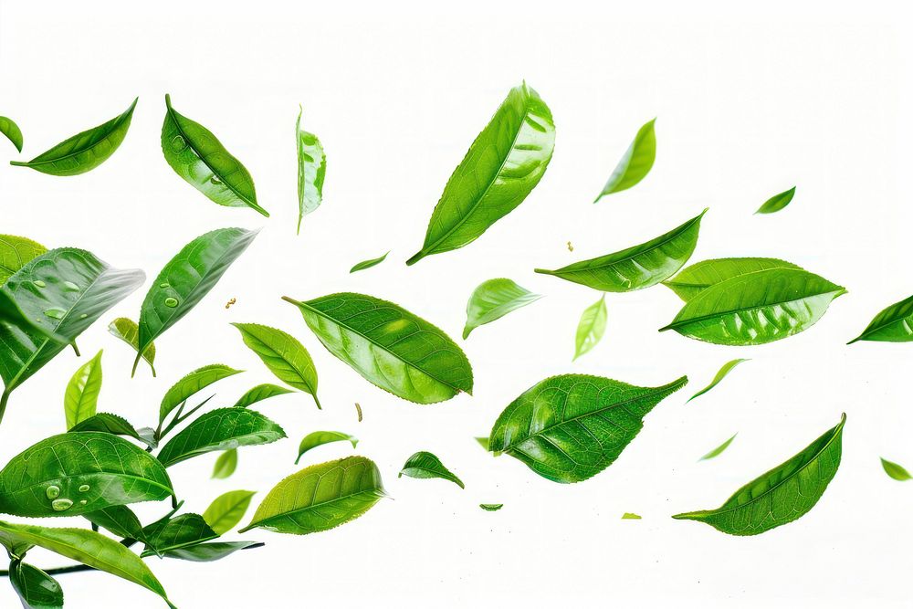 Tea leaves beverage herbal plant.