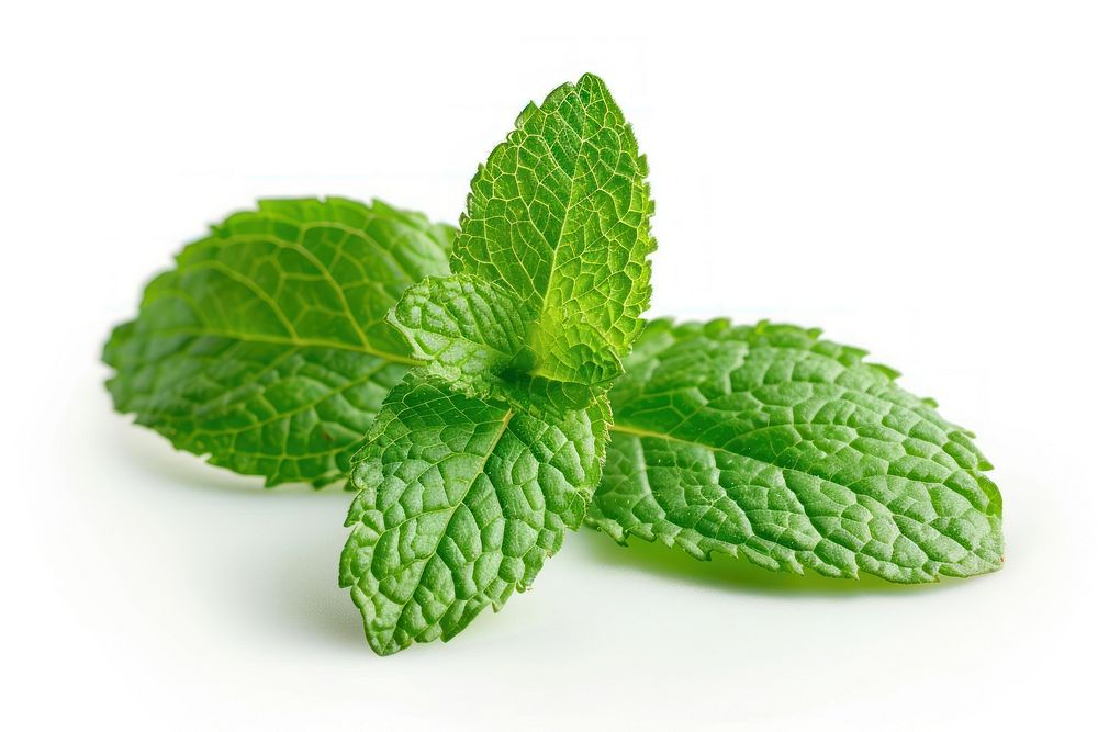 Macro photo of a fresh mint leaf plant herbs white background.