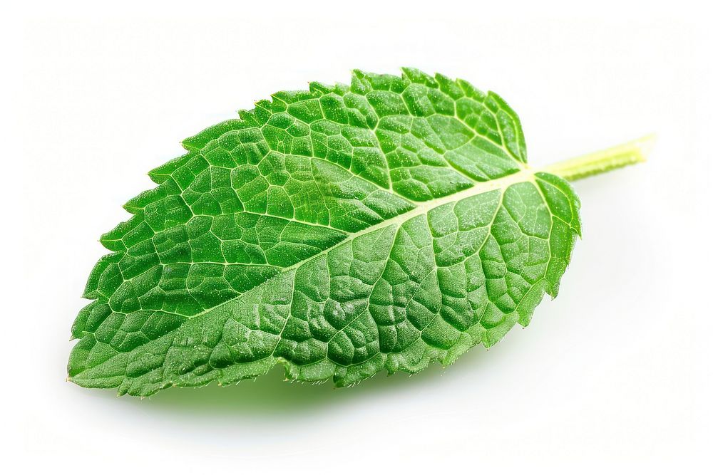 Macro photo of a fresh mint leaf plant herbs white background.