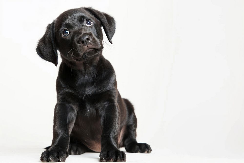 Black baby Labrador sits and listens with his head tilted straight animal mammal puppy.
