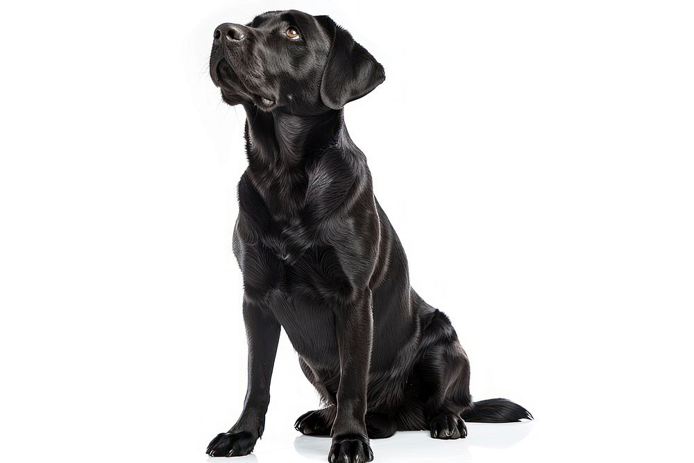 Black Labrador sits and listens with his head tilted straight animal mammal pet.