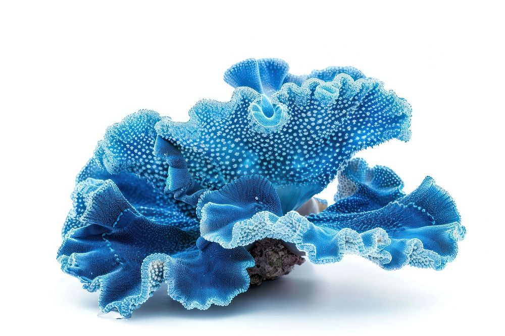 A blue coral invertebrate outdoors animal.