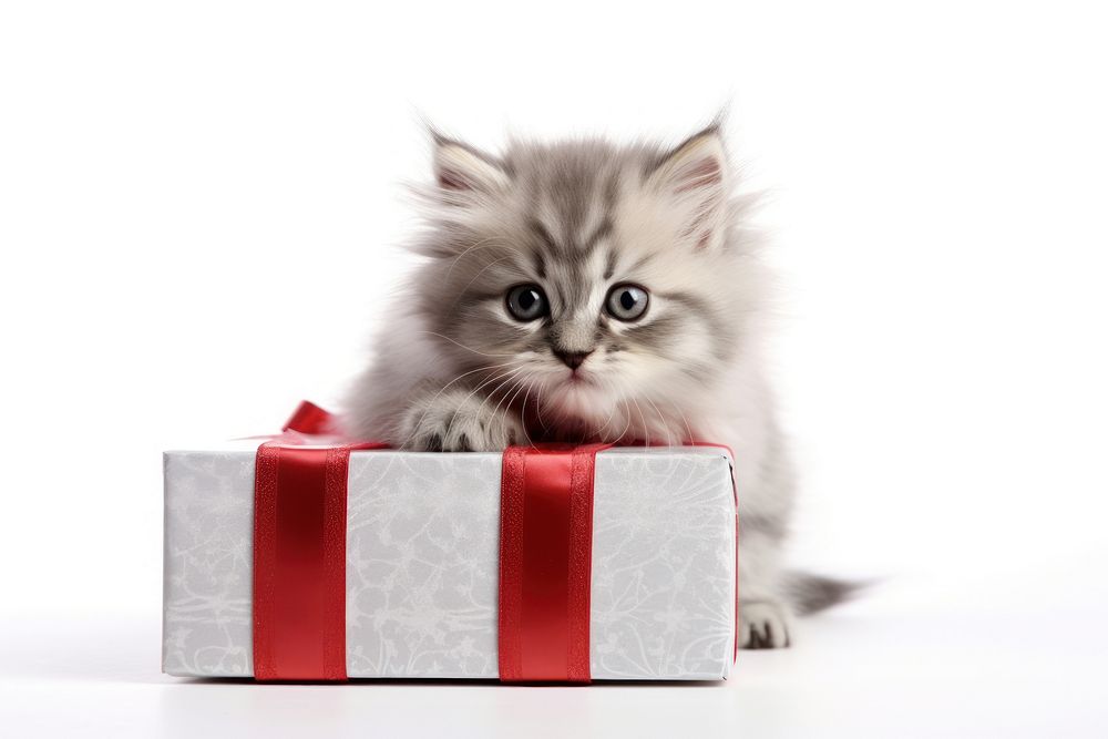 A cat emerges from a gift box animal kitten mammal.