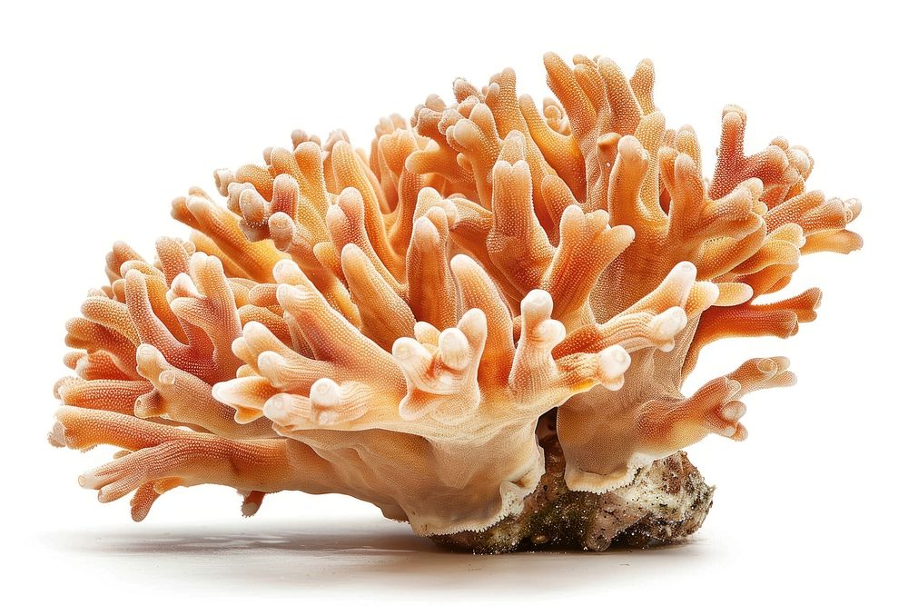 A coral invertebrate outdoors mushroom.