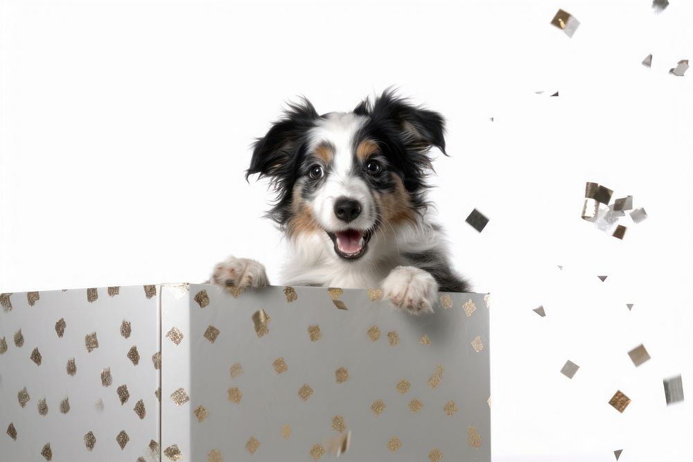 A dog emerges from a gift box spaniel animal canine.
