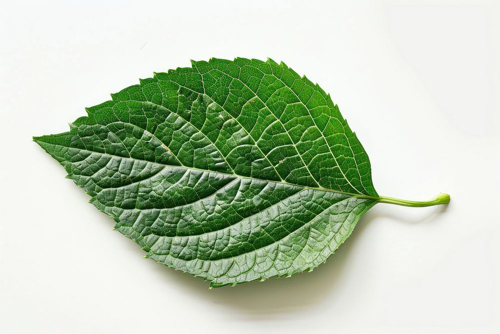 Leaf leaf plant white background.