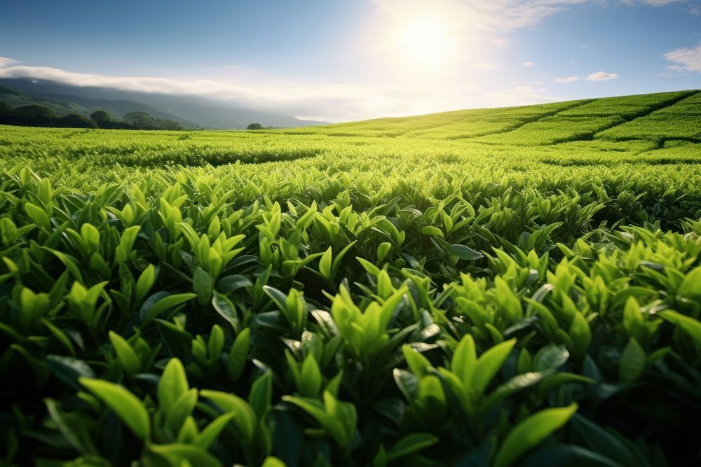 Tea Leaf Field Sky Vegetation 