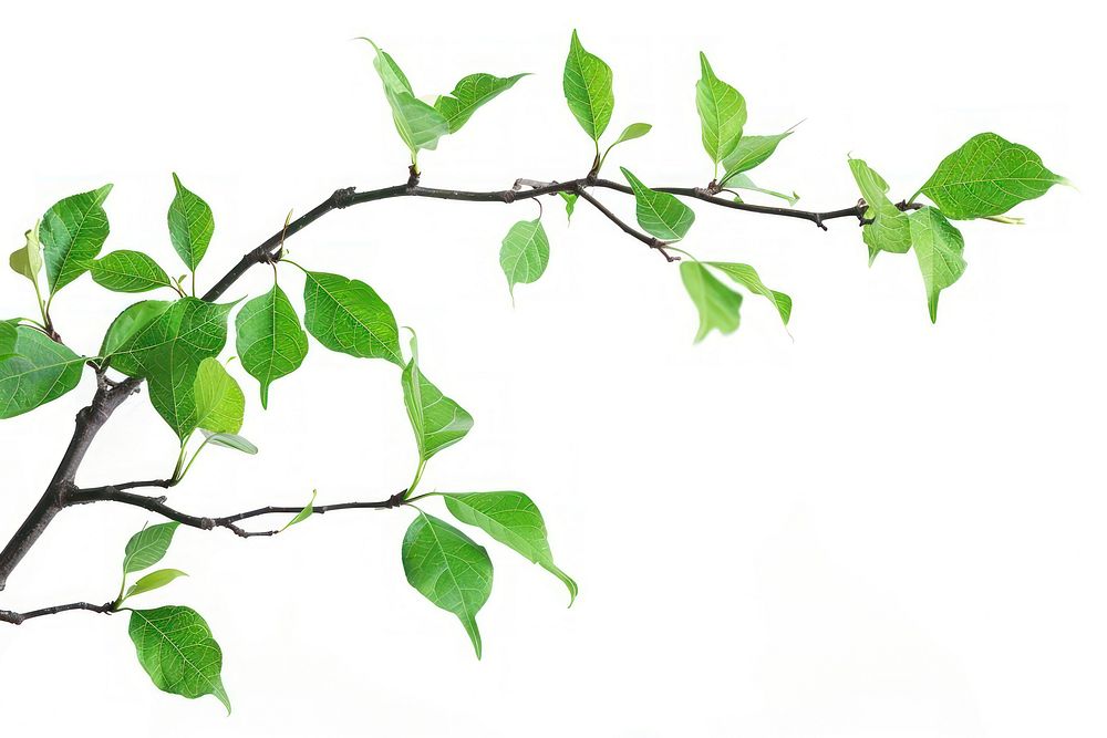 Tree branch with green leaf border plant white background annonaceae.