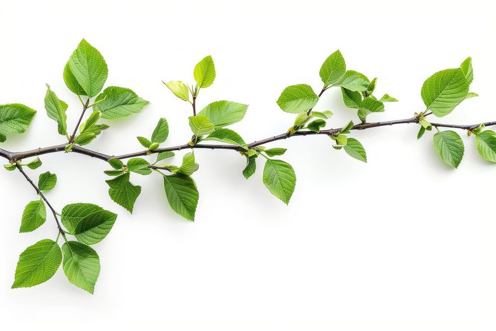 Tree branch with green leaf border plant herbs white background.