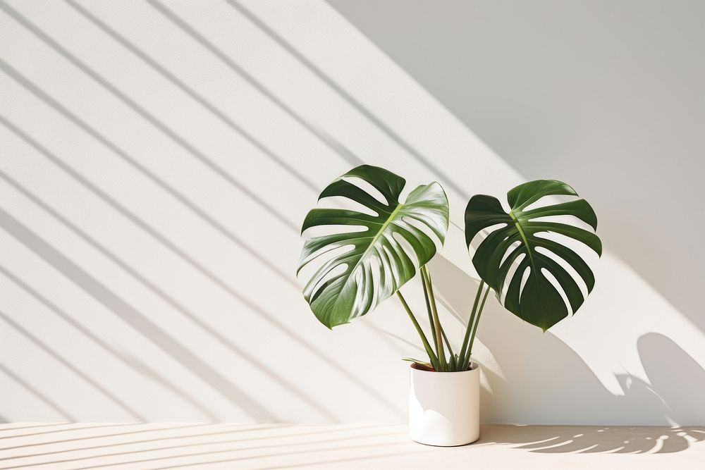 Monstera over white wall plant leaf potted plant.