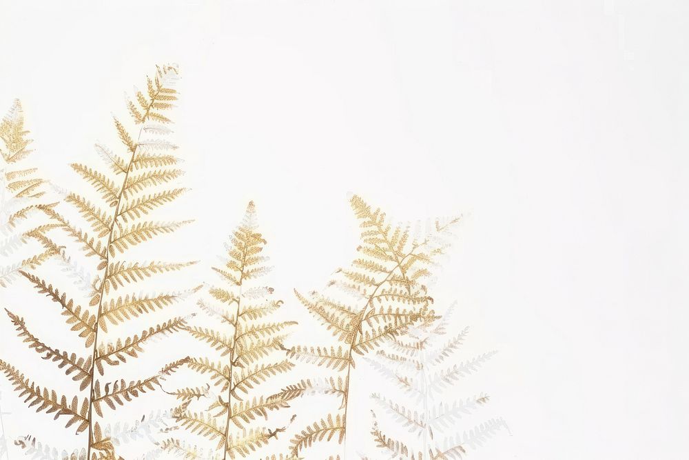 Fern backgrounds plant white.