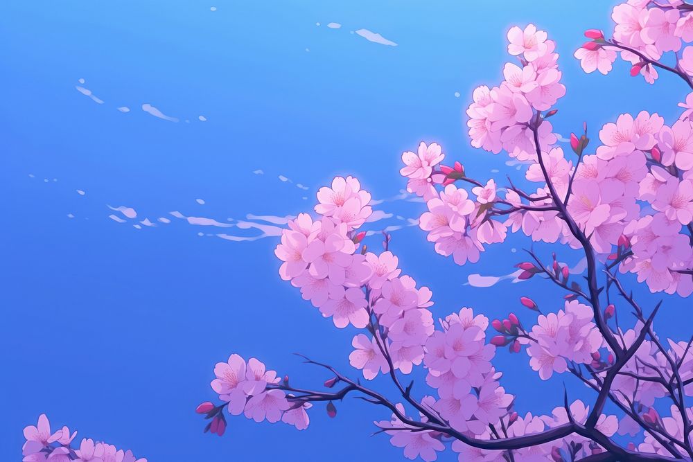 Cherry blossom backgrounds outdoors nature.