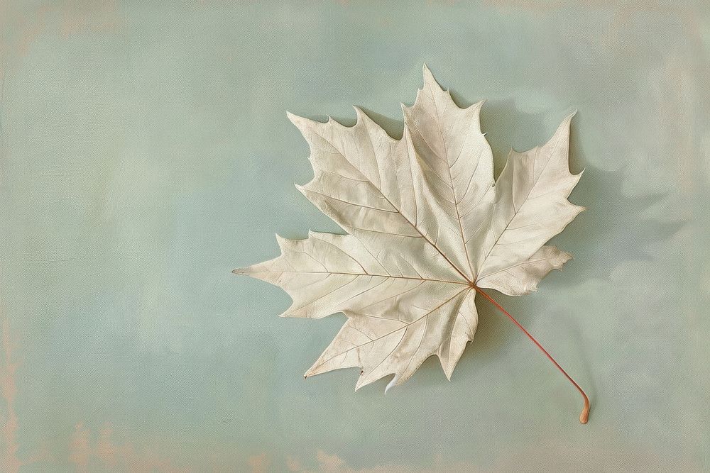 Close up on pale maple leaf painting plant tree.