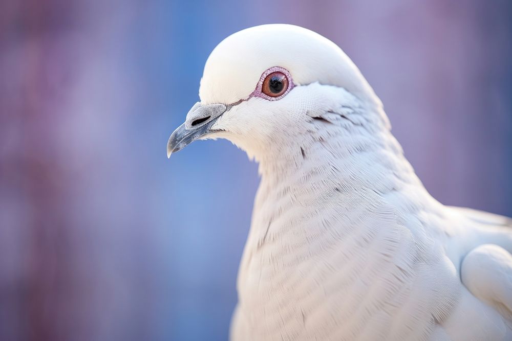 Close up of dove animal bird wildlife.