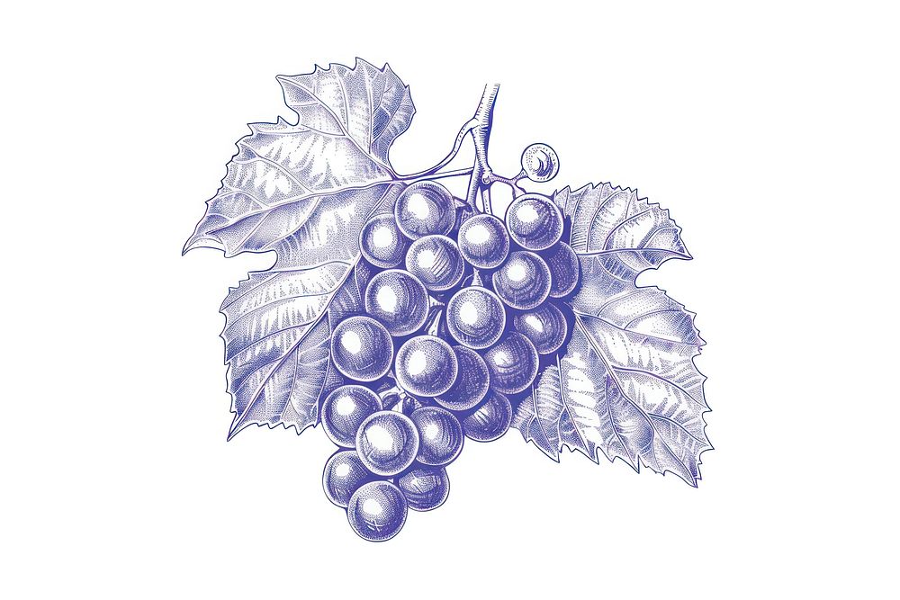 Vintage drawing Grapes grapes sketch fruit.