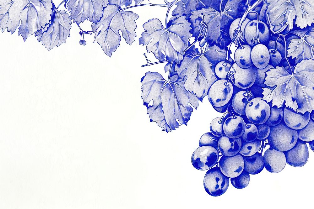 Vintage drawing Grapes grapes plant backgrounds.