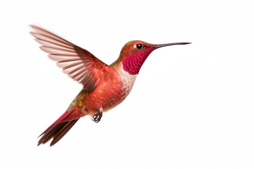 Hummingbird hummingbird animal beak.