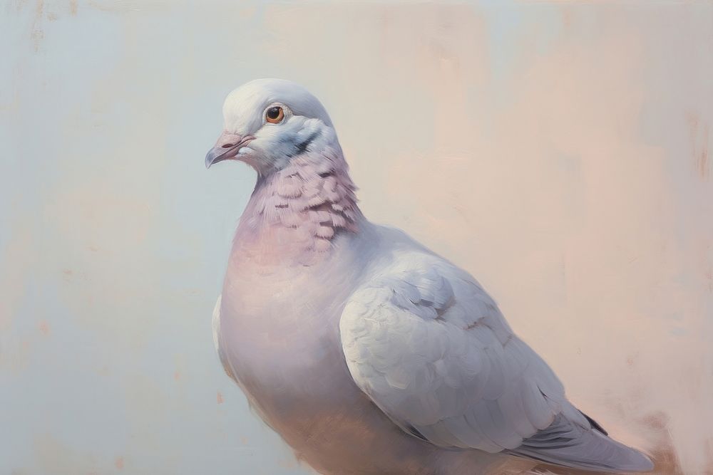 Close up on pale a pigeon animal bird wildlife.