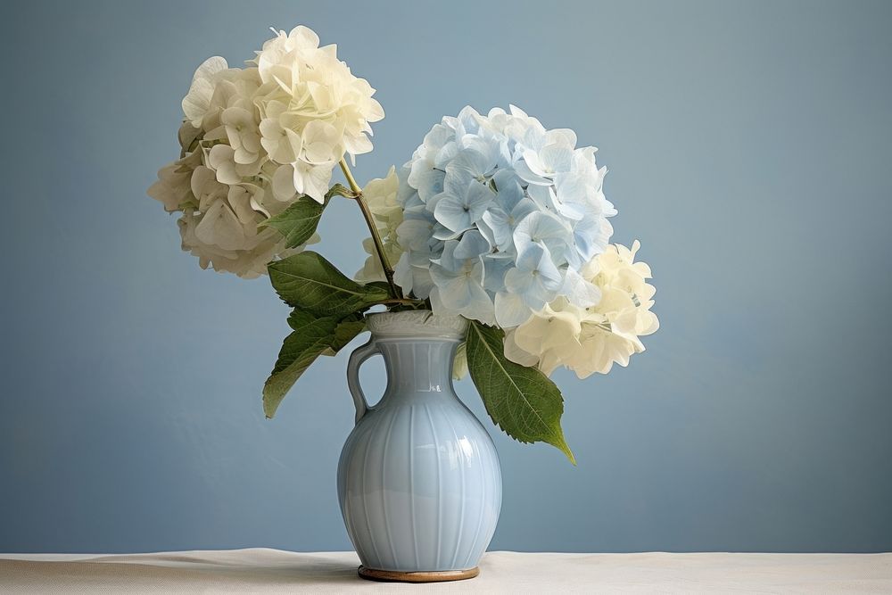 Close up on pale blue hydrangea in vase flower plant inflorescence.