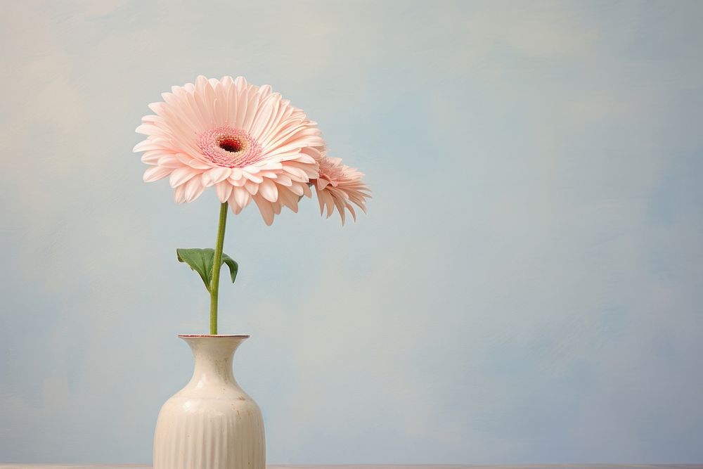 Close up on pale Gerbera in vase flower petal daisy.