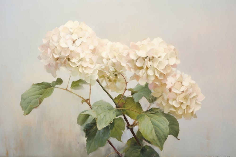 Close up on pale hydrangea painting blossom flower.