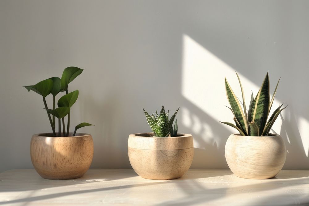 Indoor plant pots at home windowsill vase wood.