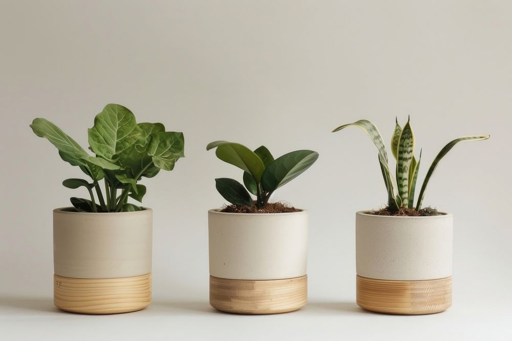 Indoor plant pots at home leaf wood vase.