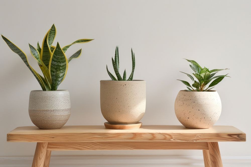Indoor plant pots at home furniture pottery table.