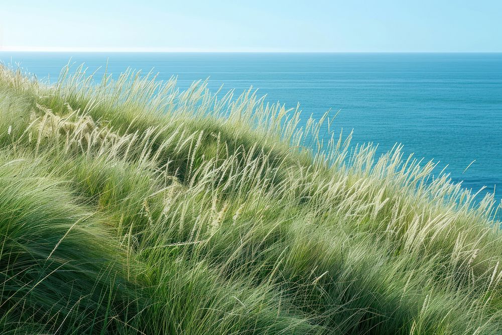 Sea grass outdoors horizon.