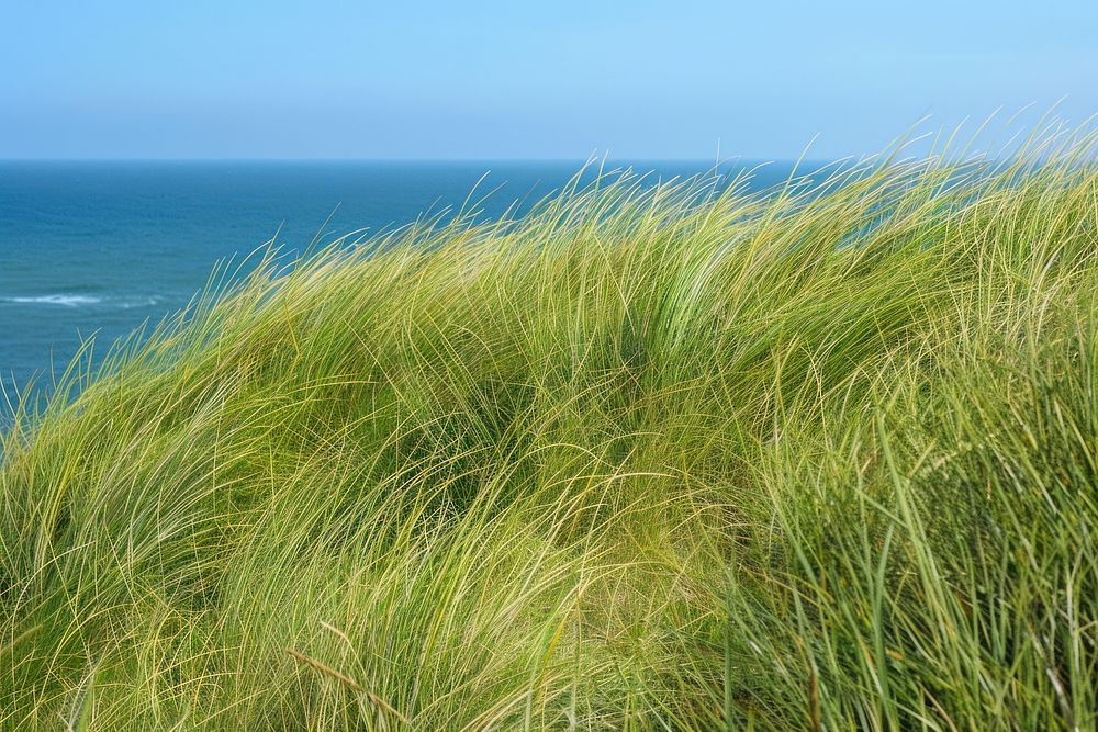 Sea grass outdoors nature.
