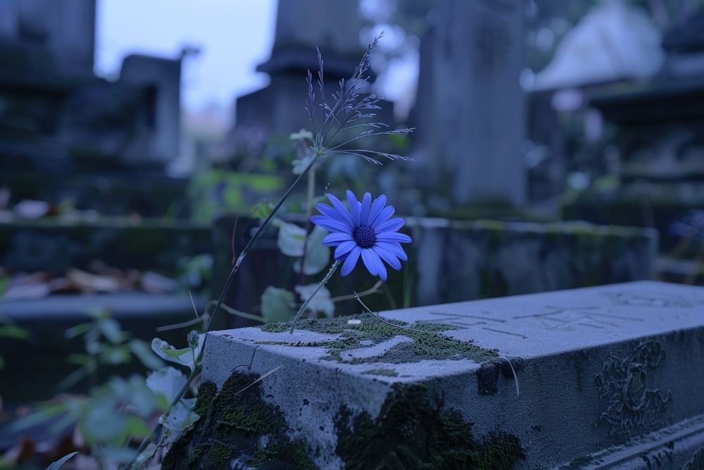 Wild flower tombstone outdoors cemetery.