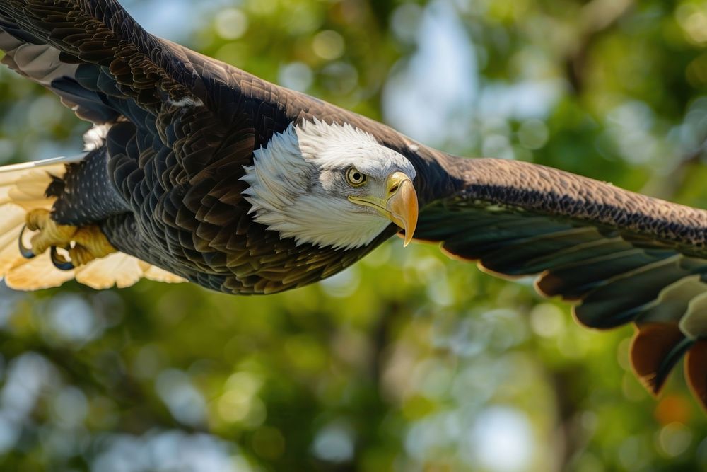 Patriotic eagle taking wing in front of US flag animal bird beak.
