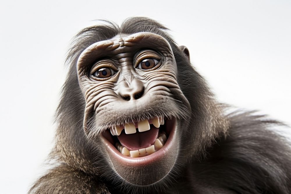 Selfie monkey wildlife mammal animal.