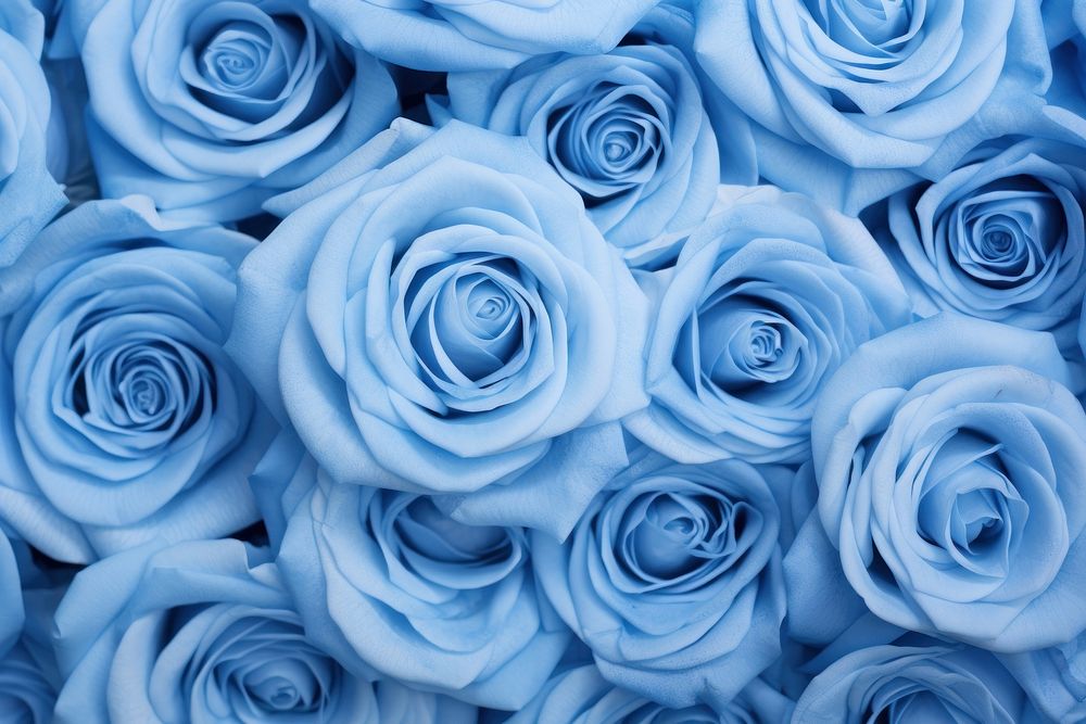 Blue rose backgrounds flower plant.
