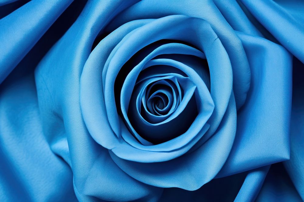 Blue rose backgrounds inflorescence fragility.