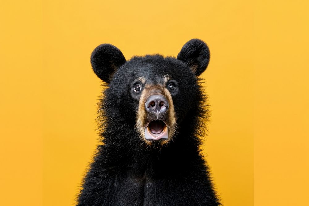 Photo of shocked bear wildlife portrait mammal.