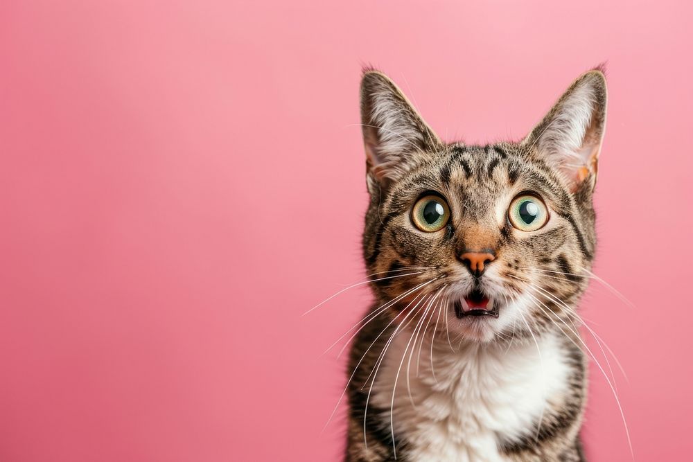 Photo of shocked cat pet portrait animal.