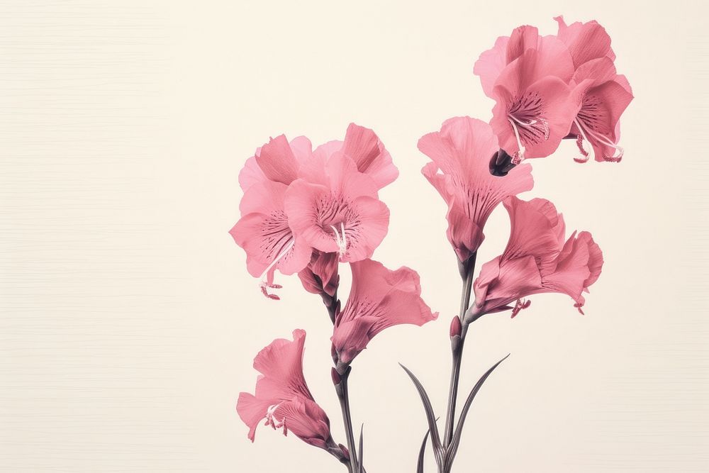Silkscreen of gladiolus blossom flower nature.