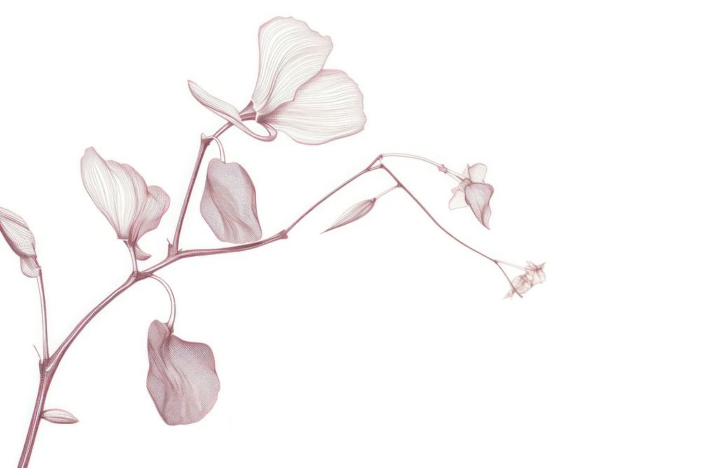 Silkscreen of sweet pea drawing nature flower.
