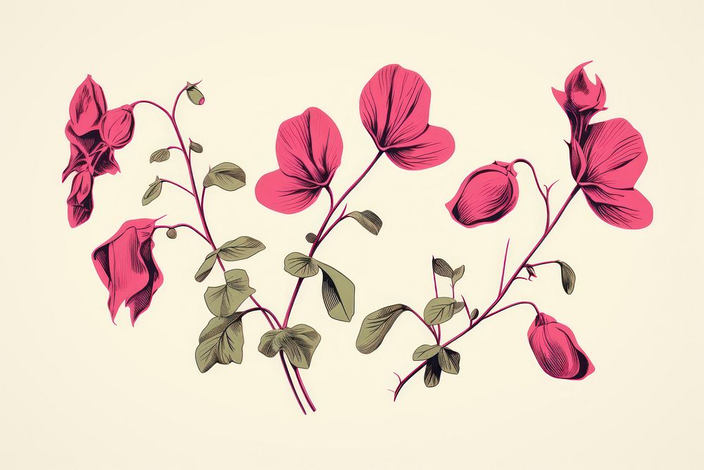 Silkscreen of sweet pea flower nature plant.