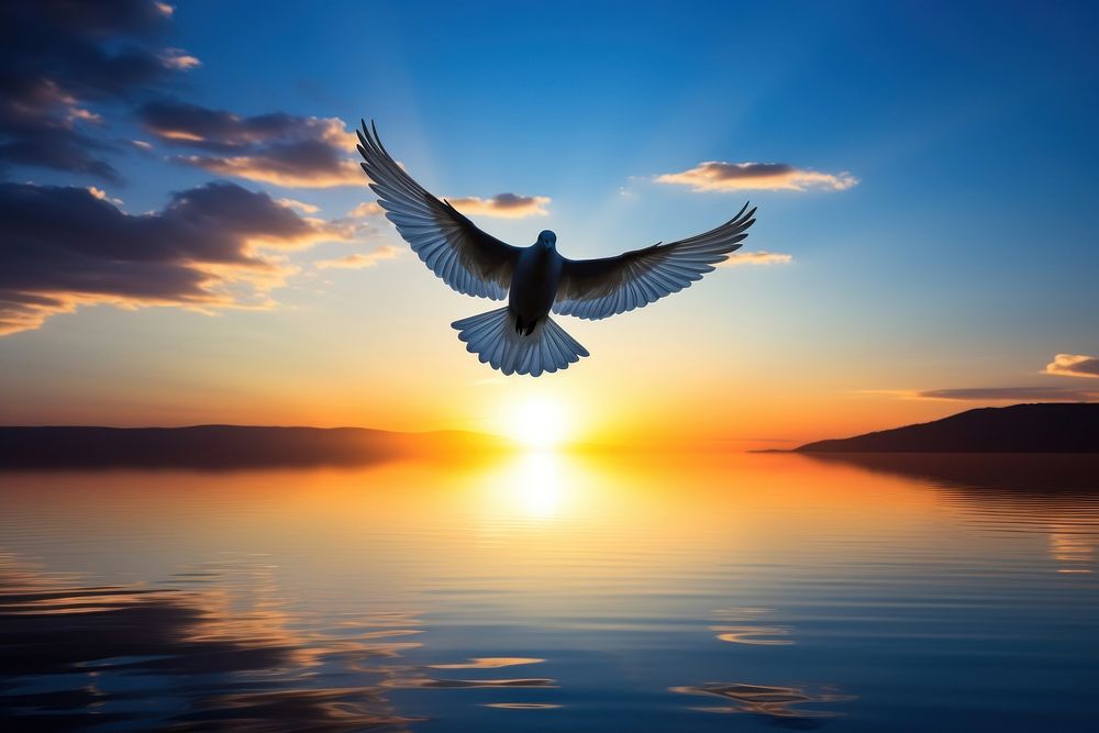 Dove flying silhouette photography landscape outdoors scenery.