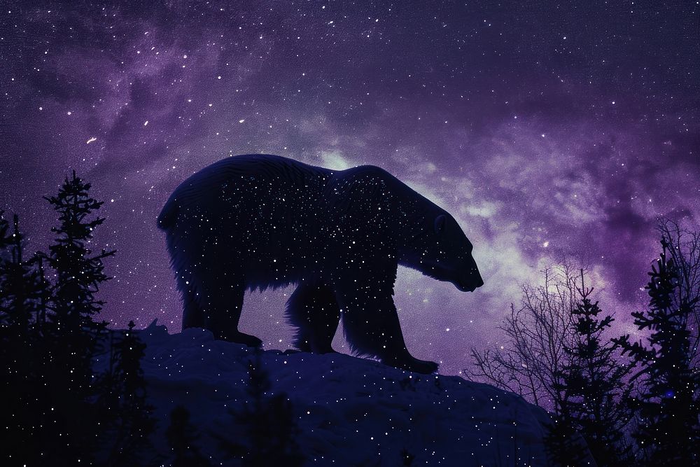 Bear outdoors wildlife scenery.