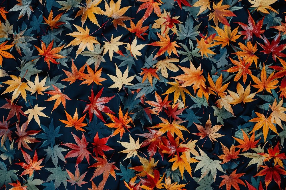 Autumn leaves pattern texture plant maple.