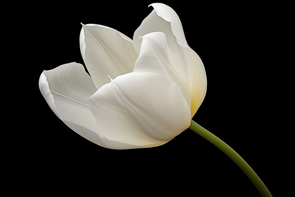 White tulip chandelier blossom flower.