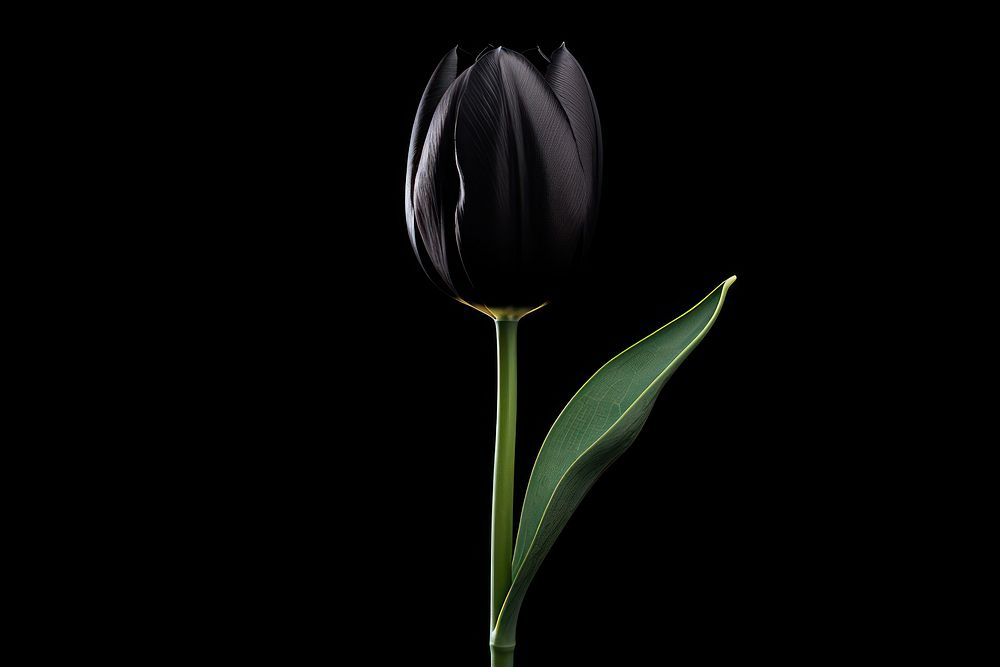 Black tulip blossom flower plant.