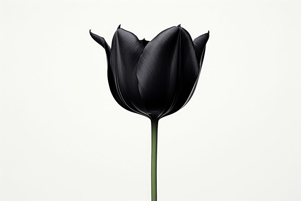 Black tulip furniture blossom flower.