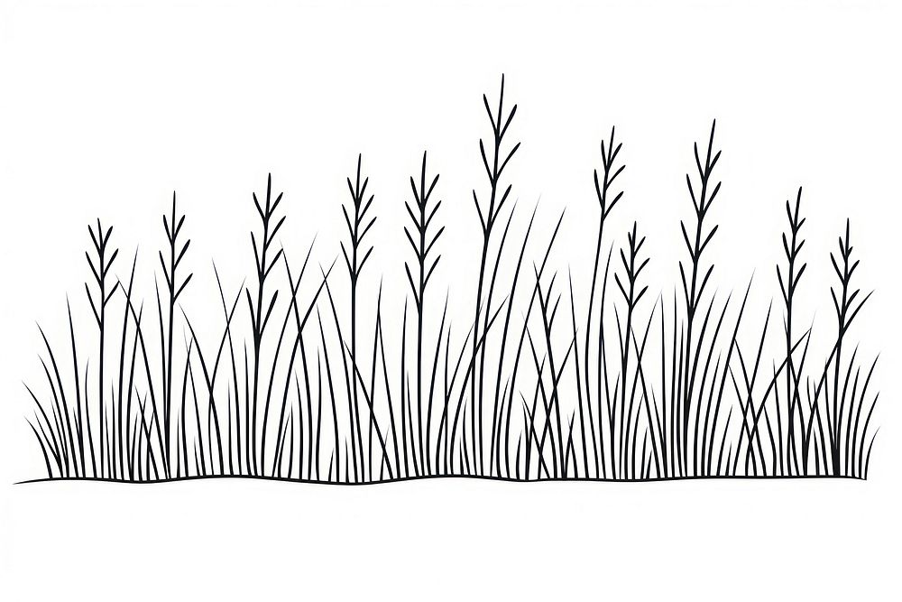 Grass illustrated drawing sketch.