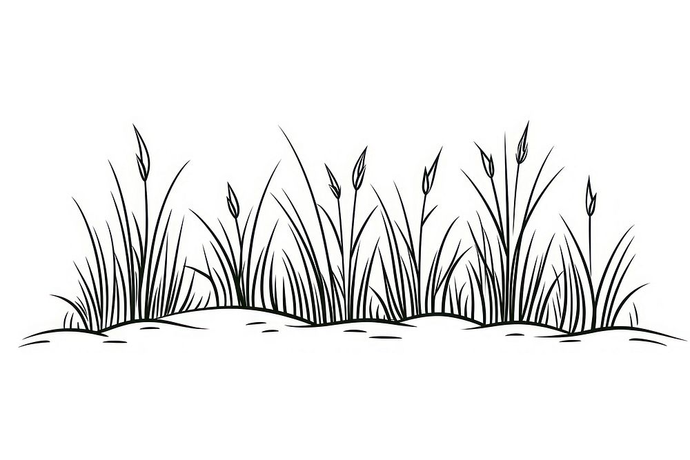 Grass illustrated drawing sketch.